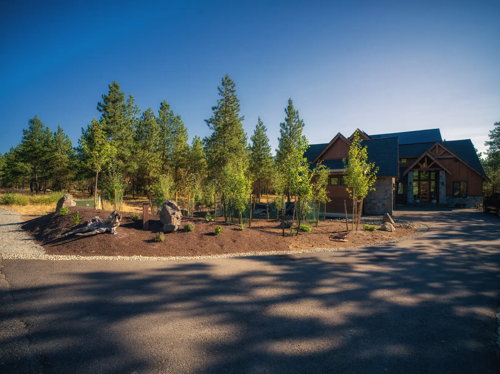 Front-yard aspen grove with boulder beds in front of a timber home
