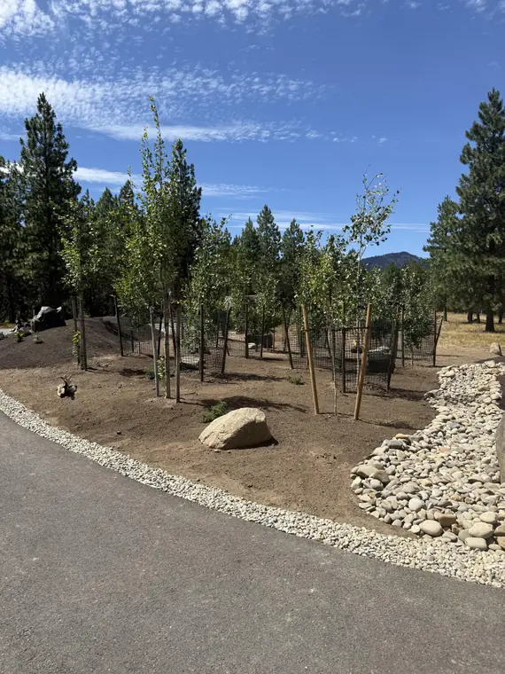 Young aspen grove planted along a paved drive with river-rock edging and boulders