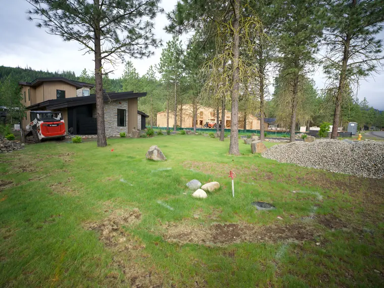 New green lawn under tall pines beside a new home